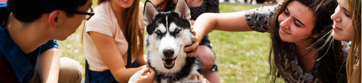 This shows students at Northeastern University petting a friendly Siberian Husky on campus. The dog looks happy getting attention from the group sitting on the grass.